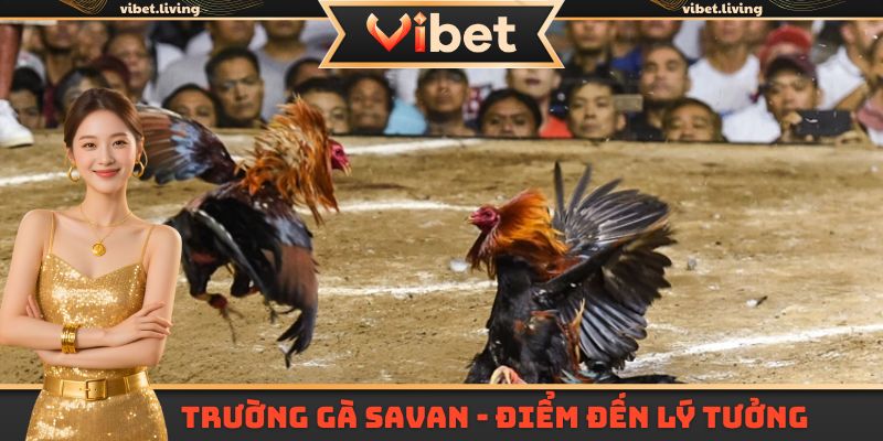 Trường gà Savan - Điểm đến cá cược lý tưởng tại Vibet