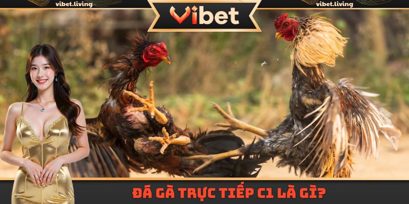 Đá gà trực tiếp C1 là gì?