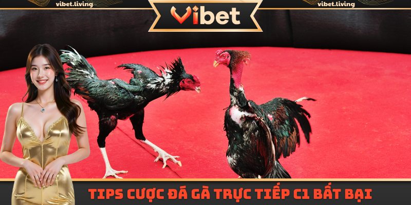 Tips cược đá gà trực tiếp C1 bất bại