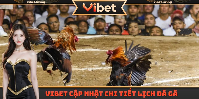 Vibet cập nhật chi tiết lịch đấu đá gà