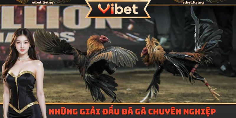 Xem đá gà trực tiếp tại những trường đấu hàng đầu châu lục