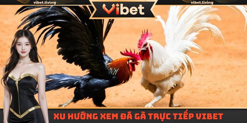 Xu hướng xem đá gà trực tiếp tại Vibet
